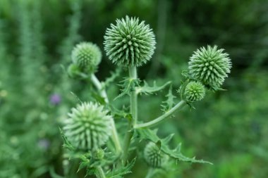Echinops bannaticus Star Frost Globe Thistle in flower,
