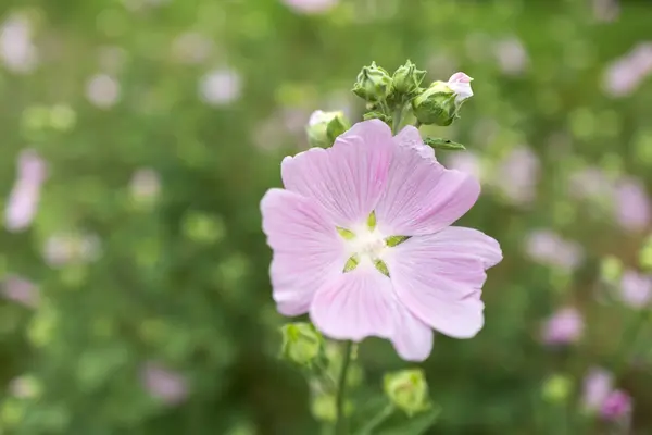 Stock image Malva thuringiaca Lavatera thuringiaca blooms in the wild in summer,