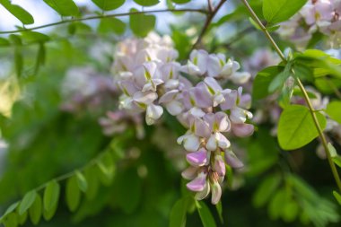 Pembe Acacia ağacı baharda çiçek açıyor. Yeşil arka planı olan çiçek dalları. Pembe akasya çiçeği, güneşli bir gün. Bol çiçeklenme var. Yumuşak kokulu bal için nektar kaynağı.