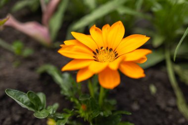 Sarı-turuncu Gazania çiçeğinin yakın çekimi. Bahçedeki 'Altın-Sarı Öp' türünden bir çiçek çiçeği.