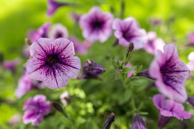 Pembe Petunya petunya çiçeği Petunya Hybrida. Bahçede büyüyen güzel çiçekler.