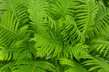 Beautiful fern leaf texture in nature. Natural ferns blurred background. Fern leaves Close up. Fern plants in forest. Background nature concept.
