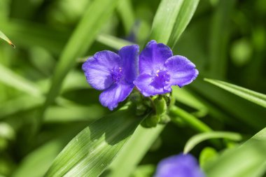 Tradescantia virginiana bitkisinin mavi mor çiçeği,