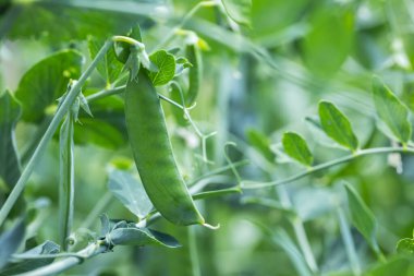 Young pea pods on a green pea plant. Pea pods ripening in the garden on sunny summer day. Beauty in nature.