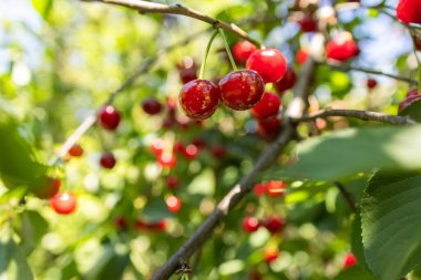 Ağaç dalında taze ve lezzetli kırmızı kirazlar ve meyve bahçesinde hasat için yeşil yapraklar..