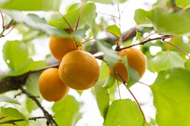 Bir grup olgun kayısı güneş ışığında dallanır..