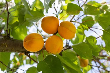 Meyve bahçesinde olgun kayısıların dalı.