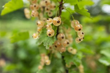 Yağmurdan sonra bahçede büyük, olgun, beyaz frenk üzümü meyveleri..