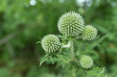 Echinops bannaticus Star Frost Globe Thistle in flower,