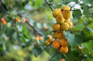 Bir dal üzerinde bir demet olgun kayısı.