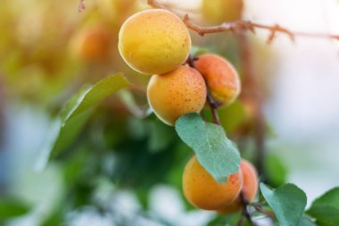 yeşil yapraklı bir dalda turuncu kayısılar.