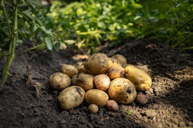 Yiyecek yetiştirme kavramı. Çiftçi tarlasında taze organik patatesler. Zeminde zengin bir yumru hasadı.