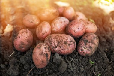 Tarlada taze organik patatesler, topraktan patates hasadı..