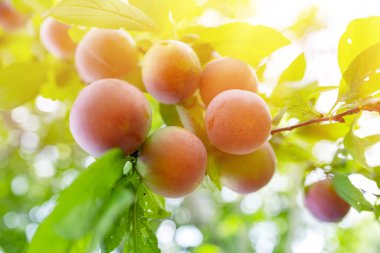 Meyve bahçesindeki bir ağaç dalında olgun erikler.