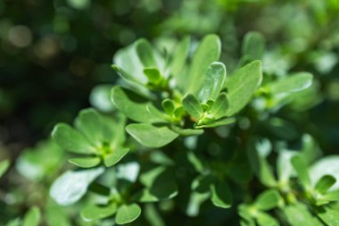 Purslane bitkileri: Portekiz oleracea common purslane, verdolaga, red root.