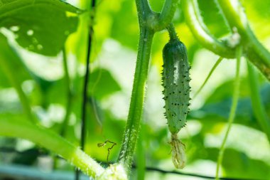 Seradaki bir dalda genç salatalıklar büyüyüp çiçek açıyor. Sarı çiçekli salatalıklar açan genç bitkiler, yeşil yapraklı arka planda yakın plan