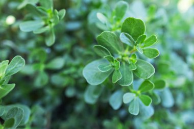 Purslane Portulaca oleracea, güneşli açık havada yakın plan..