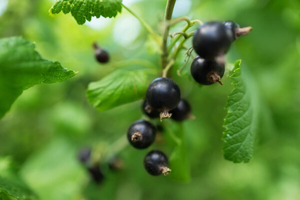Bush of black currant with ripe bunches of berries and leaves on blurred natural green background. Harvesting on farm or in garden.