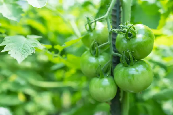 stock image A green tomato on a bush with a small green beetle. A green tomato ripens on a green bite. The first harvest of tomatoes.