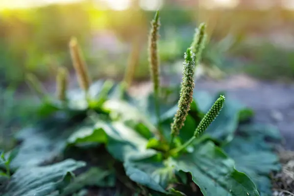 Broadleaf plantain Taş zemindeki ot kadar büyük bir bitki.