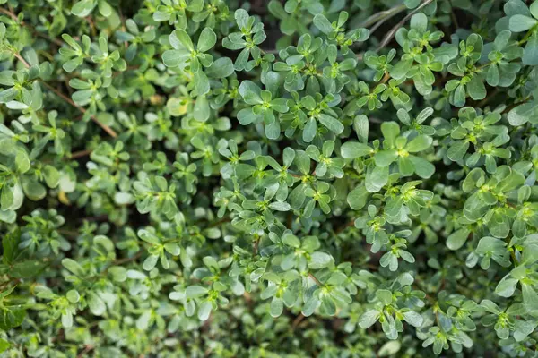 Doğada, toprakta, bir yabani ot gibi Portekiz usulü oleracea yetişir..