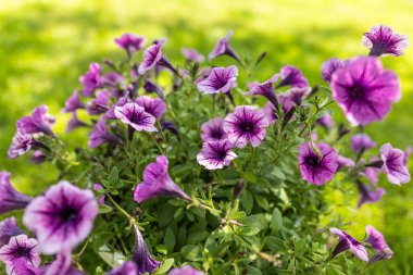 flower arrangement of purple petunias with dark veins and white calibrachoa in the garden.