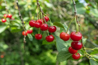Ağaç dalında taze ve lezzetli kırmızı kirazlar ve meyve bahçesinde hasat için yeşil yapraklar..