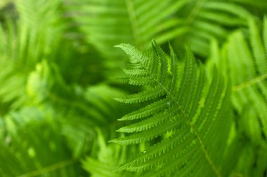 Beautiful fern leaf texture in nature. Natural ferns blurred background. Fern leaves Close up. Fern plants in forest. Background nature concept.
