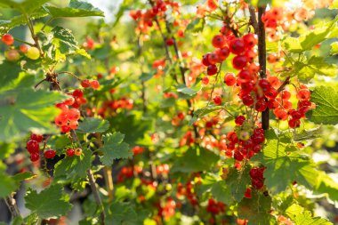 Frenk üzümü, güneşli bahçede yetişir. Kırmızı frenk üzümü yaz tarlasında yetişir. Güneşli bahçede üzümlü üzümler.