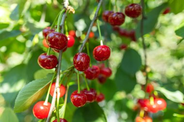Bahçede olgun kiraz. Yeşil yapraklı kırmızı böğürtlen ağacı.
