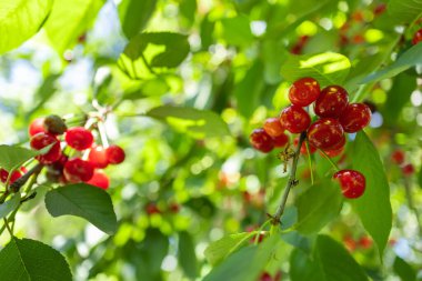 Bahçedeki ağaçta olgunlaşmış kiraz dalları.