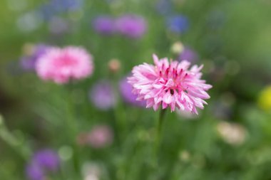 Süslü bir bahçede Centaurea siyanüsü renkli çiçekler..