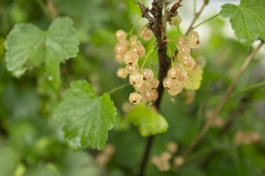 Yağmurdan sonra bahçede bir dalda kuşüzümü.