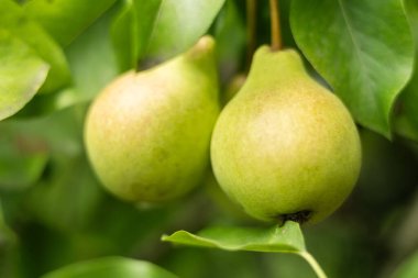 Güneşli bir havada, bahçedeki bir ağaçta olgun armutlar..