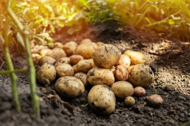 Tarlada taze organik patatesler, topraktan patates hasadı..