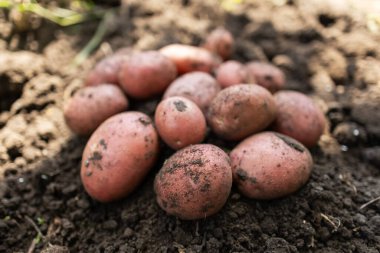 Tarlada yere olgun patates yığını.