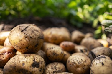 Tarlada taze organik patatesler, topraktan patates hasadı..