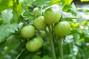 Çalılıklarda bir demet yeşil domates. Domatesler bahçede olgunlaşır. Yeşil domatesli Bush. Çalılıkta bir sürü domates var..