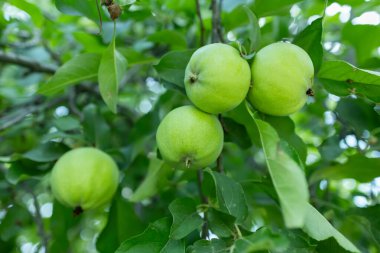 Bahçedeki bir ağaçtaki olgun yeşil elmalar. Elma ağacı.