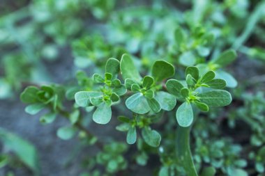 Purslane bitkileri: Portekiz oleracea common purslane, verdolaga, red root.