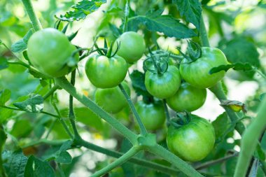 Çalılıklarda bir demet yeşil domates. Domatesler bahçede olgunlaşır. Yeşil domatesli Bush. Çalılıkta bir sürü domates var..