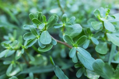 Purslane Portulaca oleracea, güneşli açık havada yakın plan..