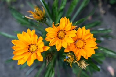 closeup of the bunch of flowers Gazania Tiger stripes. clipart