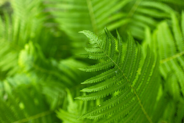Фактура листьев в природе. Естественные папоротники размыты фон. Ферн уходит. Близко. Папоротники в лесу. Концепция природы.