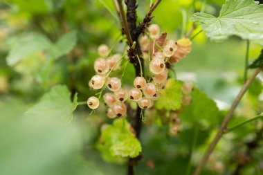 Bahçedeki bir dalda akasya üzümü. Yaklaş.