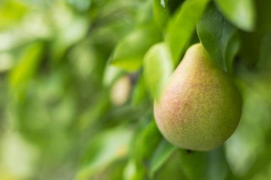 Armut ağaç dalı closeup orchard'ın üzerinde.