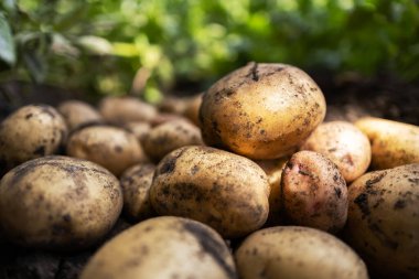 Bahçede yemyeşil bitkilerle yetişen taze organik patatesler.