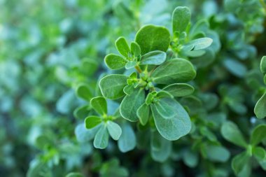 Purslane bitkileri: Portekiz oleracea common purslane, verdolaga, red root.
