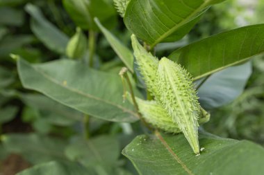 Yeşil kapsül ormanlarında tohumlu asklepias syriaca. Olgunlaşmamış meyveleri olan sıradan bir yosun bitkisi. Yazın sonlarında Suriye sütotunun folikülleri. Devamlı ot kökü ve kapsülü.