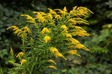 Sarı Solidago dev çayı, ayrıca uzun altın çubuk ve dev altın çubuk olarak da bilinir..
